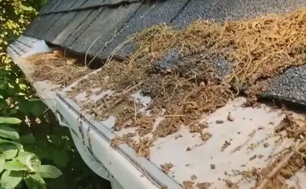 Clogged micro-mesh gutter guard - Need: 200x150px image showing failed micro-mesh with debris